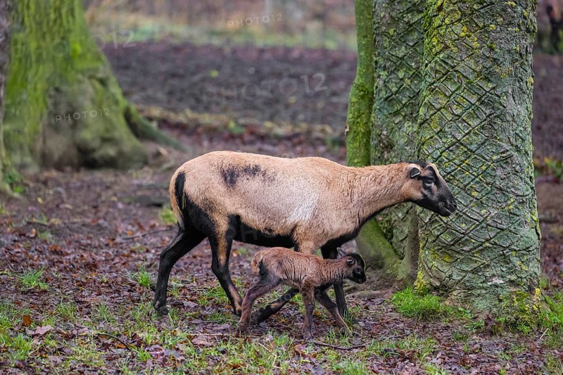 A female Cameroon or Cameroon Dwarf sheep, Ovis gmelini aries, and its lamb stand on a forest edge