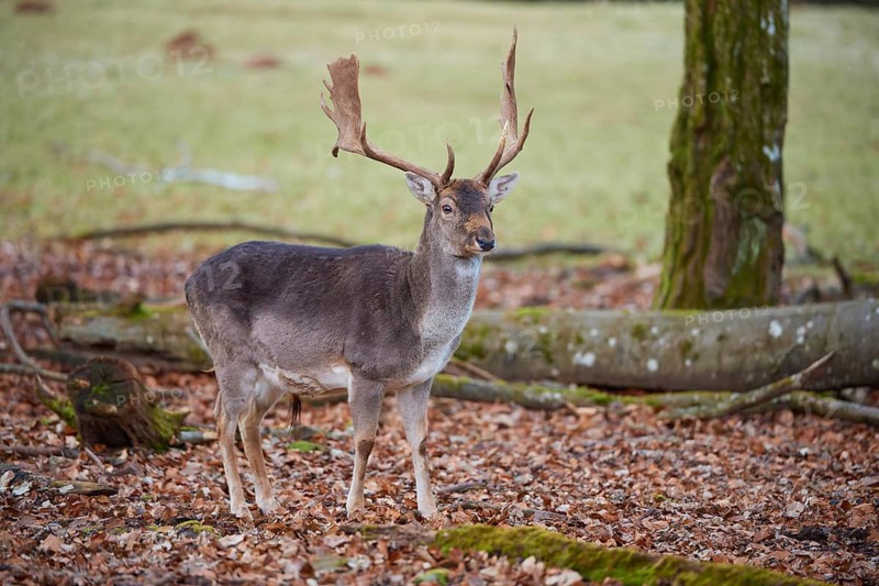 Fallow deer (Dama dama), deer standing elegantly in autumn forest with leaves on the ground, Germany, Europe