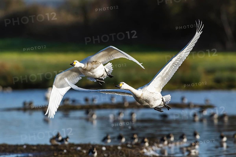 Tundra Swan, Bewick's Swan, Cygnus columbianus in flight at winter in Slimbridge, England, United Kingdom, Europe