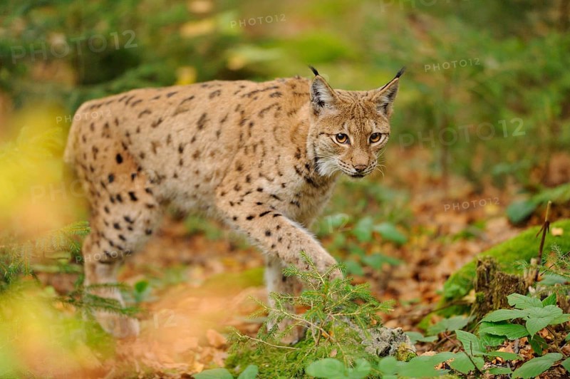 A lynx sneaks through the forest, its eyes full of curiosity in the quiet forest environment, Eurasian lynx (Lynx lynx), Bavarian Forest National Park