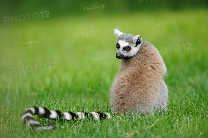 A lemur sits in the grass and looks curiously over its shoulder, Ring-tailed Lemur (Lemur catta), Augsburg Zoo