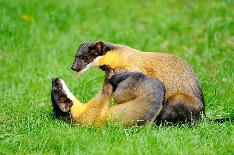 Two playful martens in a meadow, one lying on its back, coloured martens, Charsas (Martes flavigula), captive