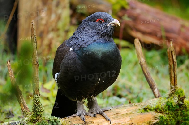 A dark capercaillie with red eyes sitting on a piece of wood in the forest, Capercaillie (Tetrao urogallus), Bavarian Forest National Park