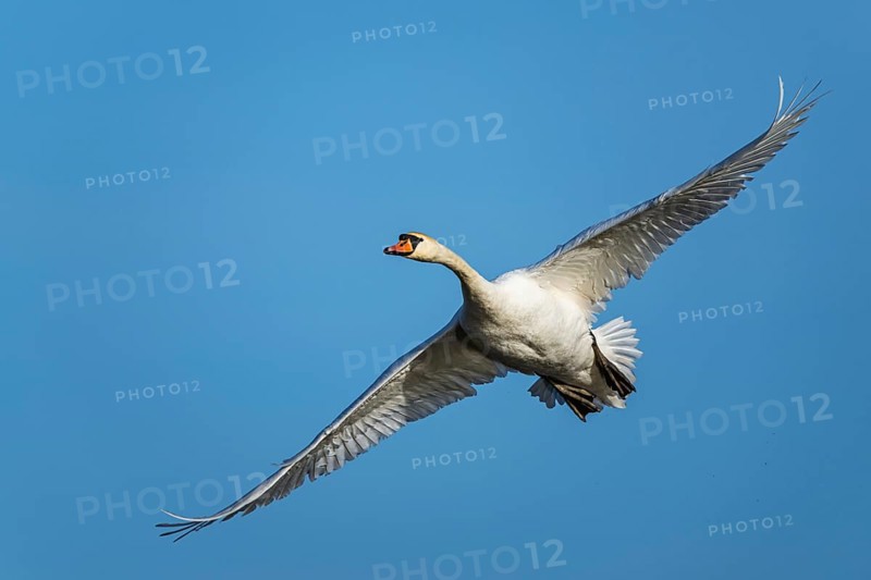 Mute Swan, Cygnus olor, bird in flight over winter marshes