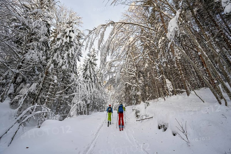 Two ski tourers in a snowy forest, ascent to Simetsberg, Estergebirge, Bavarian Prealps, Bavaria Germany