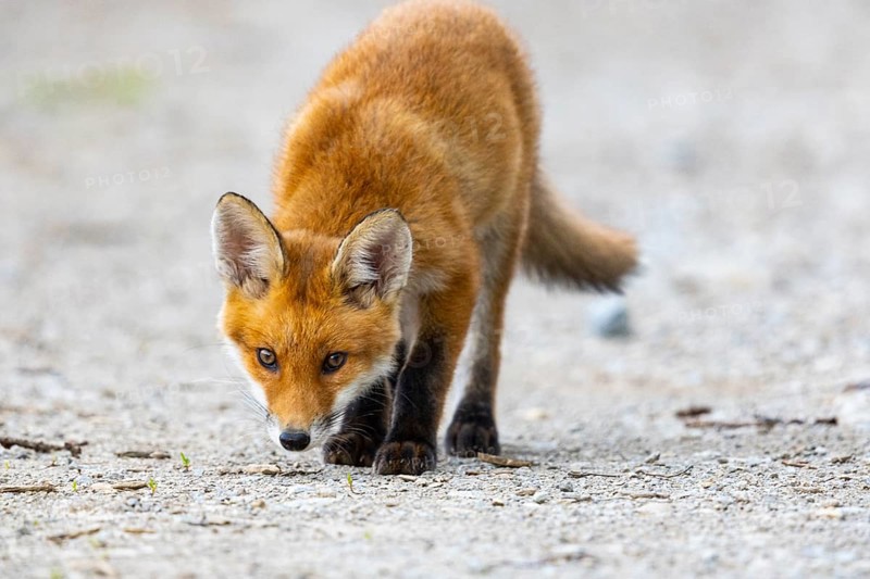 Fox (Vulpes vulpes) puppy Germany