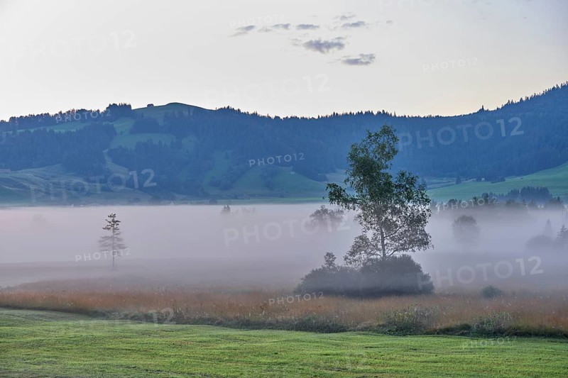 Morning atmosphere with trees in the early morning mist, Rothenthurm high moor, Canton Schwyz, Switzerland, Europe