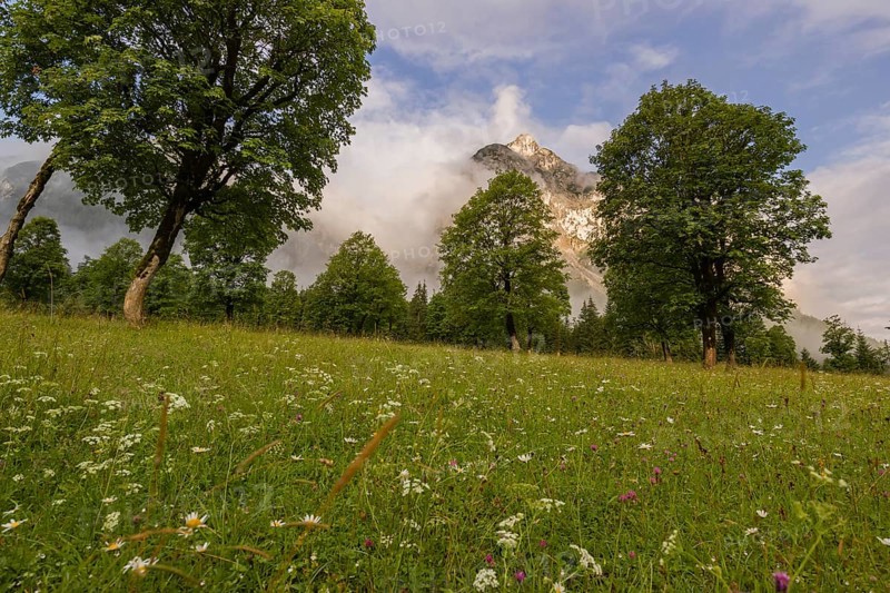 Sycamore maple trees, Acer pseudoplatanus, in summertime. Mountains in the background. Nature conservancy area Grosser Ahornboden, Karwendel mountains, Austria, Europe