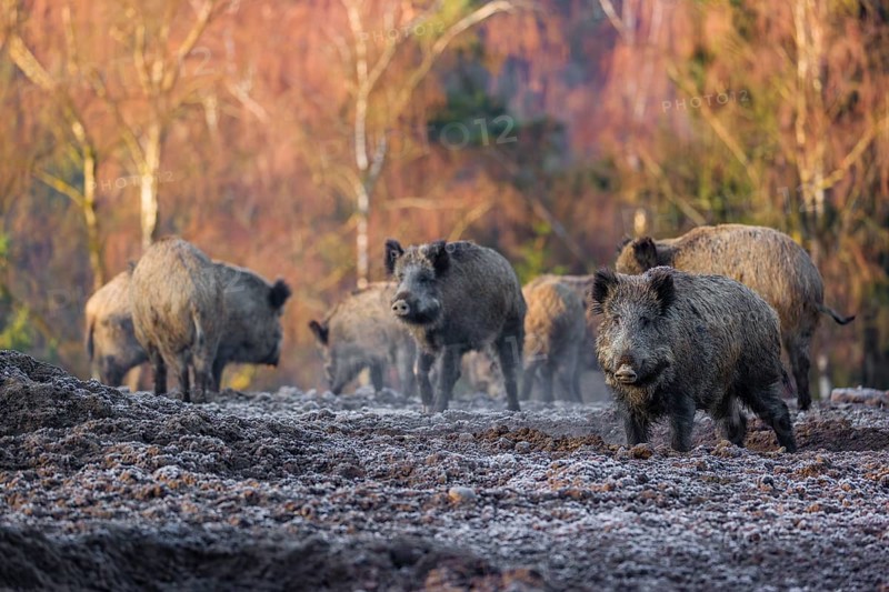 A herd of wild boar or wild pig (Sus scrofa) stands on a frozen field looking for food