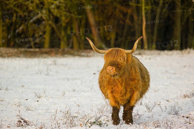 A highland cow (Bos primigenius taurus) stands in a snow-covered pasture