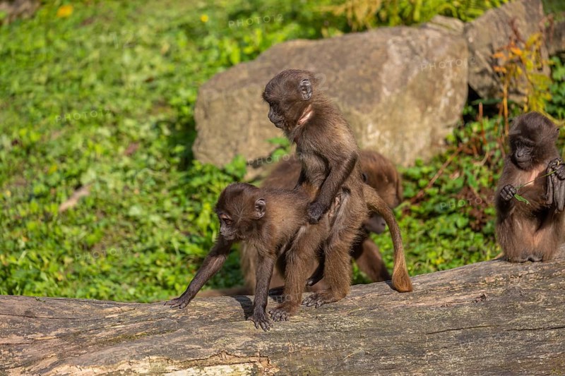 Three baby Gelada (Theropithecus gelada), or bleeding-heart monkey playing on a log