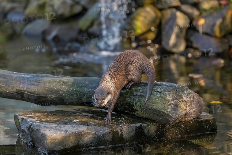 One oriental small-clawed otter or Asian small-clawed otter (Aonyx cinerea), in a creek in front of a small cascade. Small rocks around