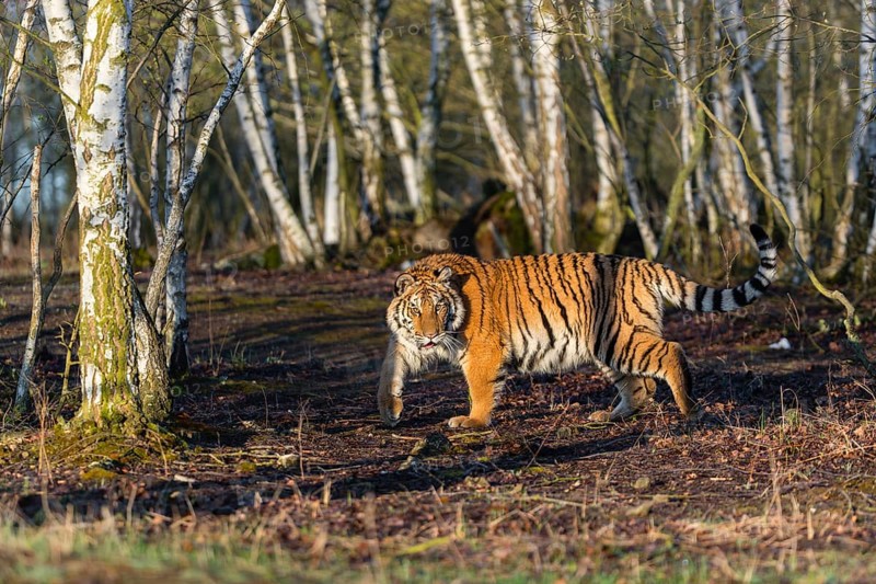 One young female Siberian Tiger, Panthera tigris altaica, running thru a birch tree forest. Early morning light