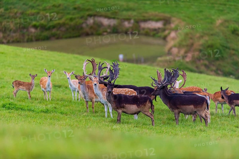 A herd of fallow deer (Dama dama) stands on a green meadow on hilly ground. A freshwater pond is in the background