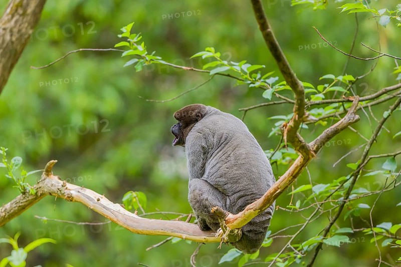 A common woolly monkey, brown woolly monkey, or Humboldt's woolly monkey (Lagothrix lagothricha) climbs in a tree