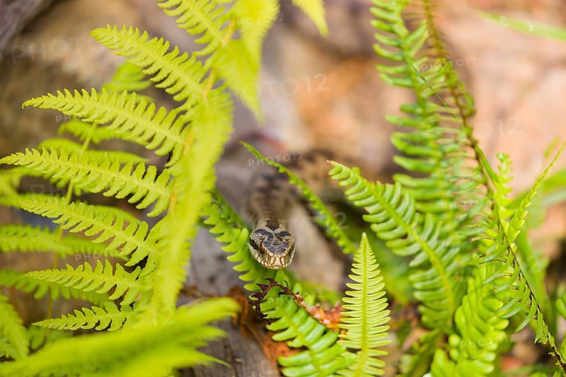 One Vipera berus, the common European adder or common European viper, creeps over rocks and hides in fern