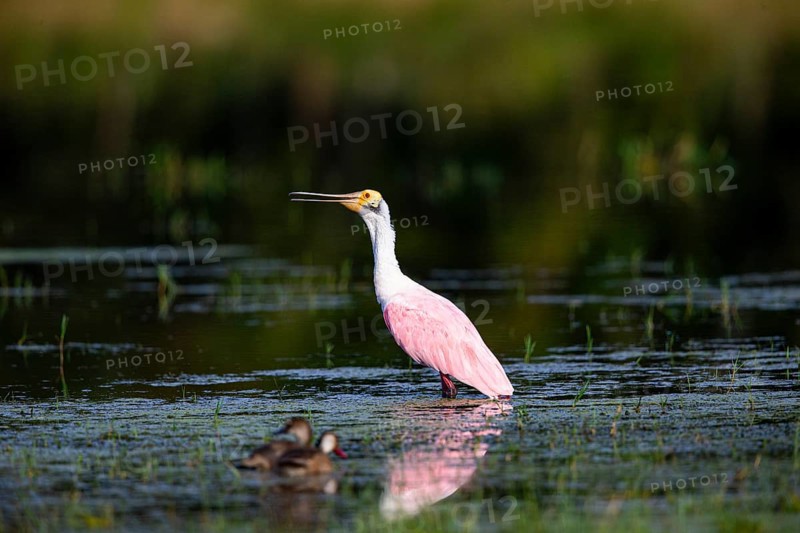 Roseate spoonbill (Ajaia ajaja) Pantanal Brazil