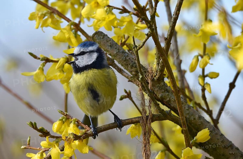 Blue tit, (Cyanistes caeruleus) sits in the forsythia and sings