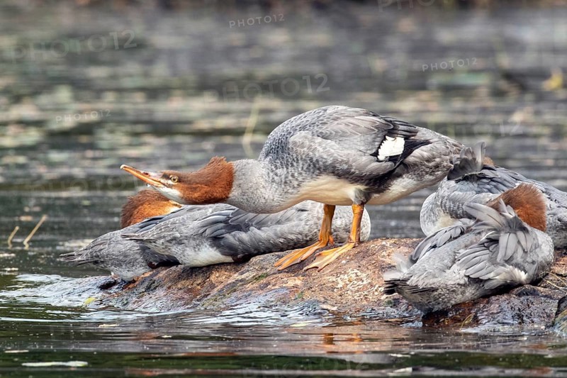 Common merganser. Mergus merganser. A female stands on a rock and drinks. Lake Wapizagonke. La Mauricie national park. Province of Québec. Canada