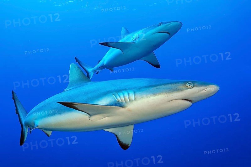 Underwater photo of pair of two specimens of Grey reef shark Carcharhinus amblyrhynchos) swimming in open sea through blue water, Indian Ocean, Maldives, Asia