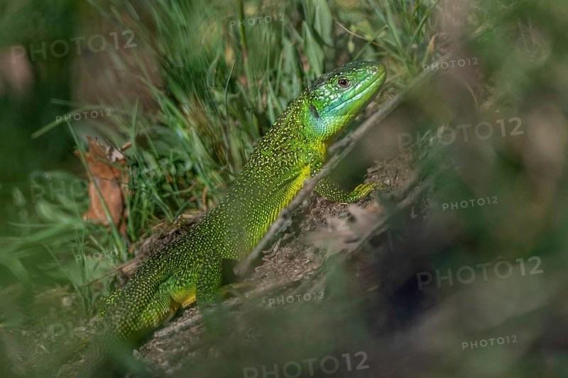 Green lizard (Lacerta bilineata) warming itself in the sun in spring. Bas Rhin, Alsace, France, Europe