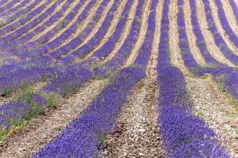 Lavender fields (Lavandula) listed in the inventory of intangible cultural heritage in France. Sault, Ventoux South, Carpentras, Vaucluse, Provence Alpes Cote d'Azur, France, Europe