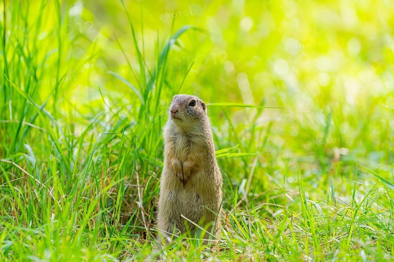 European ground squirrel (Spermophilus citellus) on a meadwo, Bavaria, Germany, Europe