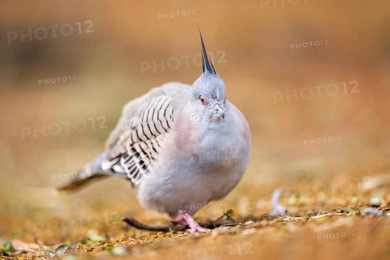 Crested pigeon (Ocyphaps lophotes) walking on a meadow, Bavaria, Germany, Europe