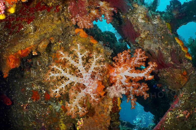 Colourful Klunzinger's tree coral (Dendronephthya klunzingeri) in a wreck, dive site wreck of the USAT Liberty, Tulamben, Bali, Indonesia, Asia