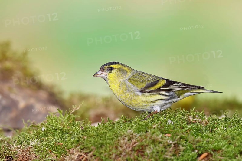 Siskin (Carduelis spinus), male sitting on moss, mossy ground, Wilnsdorf, North Rhine-Westphalia, Germany, Europe