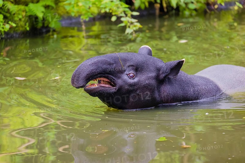 A Malayan tapir (Acrocodia indica) stands in the shallow water of a river