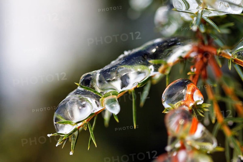 Icicle, frozen branch, ice layer, macro, unusually cold winter 2010, symbolic photo winter weather, sub-zero temperatures, past, meteorology, Höxter, Germany, Europe