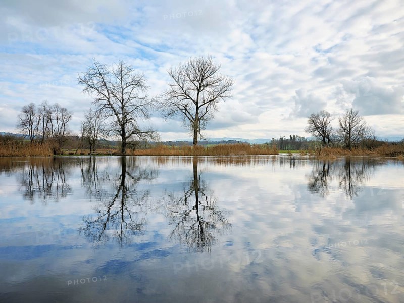 Trees standing in the flooded Lorze, Maschwanden, Canton Zurich, Switzerland, Europe