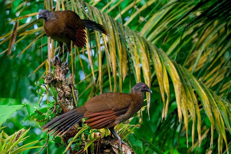 Two Grey-headed Chachalacas (Ortalis cinereiceps) perched on a branch, Costa Rica, Central America