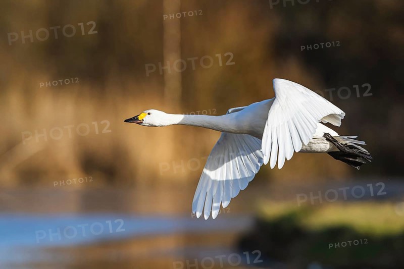 Tundra Swan, Bewick's Swan, Cygnus columbianus in flight at winter in Slimbridge, England, United Kingdom, Europe
