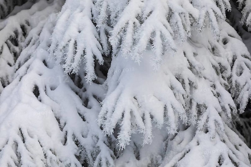 The crystals of hoarfrost look like lace on the snow-covered fir branches, winter landscape on the Auersberg, Eibenstock, Erzgebirge, Saxony, Germany, Europe