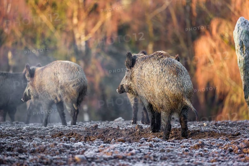 A herd of wild boar or wild pig (Sus scrofa) stands on a frozen field looking for food