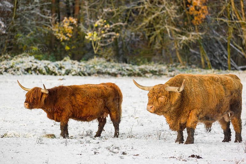 A Highland bull and a cow (Bos primigenius taurus) stand on a snow-covered pasture
