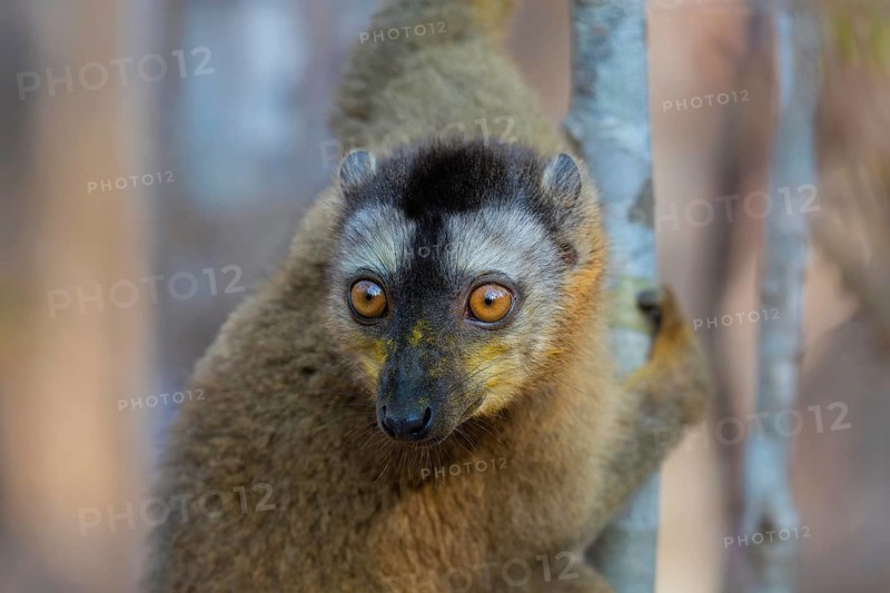 Lemur, red-fronted lemur (Eulemur rufifrons) in the dry forests of western Madagascar