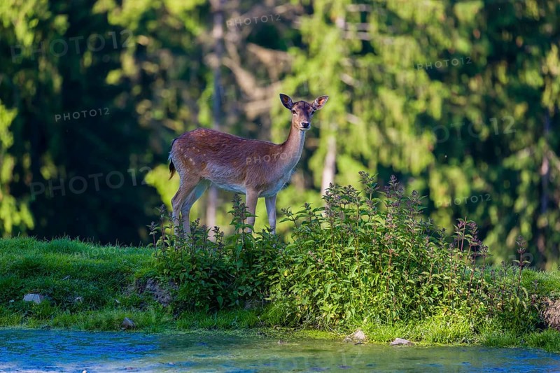 One female fallow deer (Dama dama) stands between a small pond and a forest in the background
