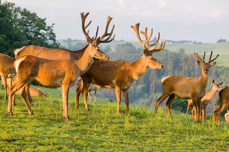 Three Altai maral stags, Altai wapiti or Altai elk (Cervus canadensis sibiricus) and some hinds stand in a meadow in the very first light of the day
