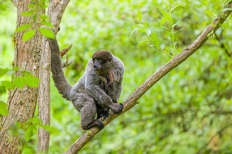 A common woolly monkey, brown woolly monkey, or Humboldt's woolly monkey (Lagothrix lagothricha) sits in a tree