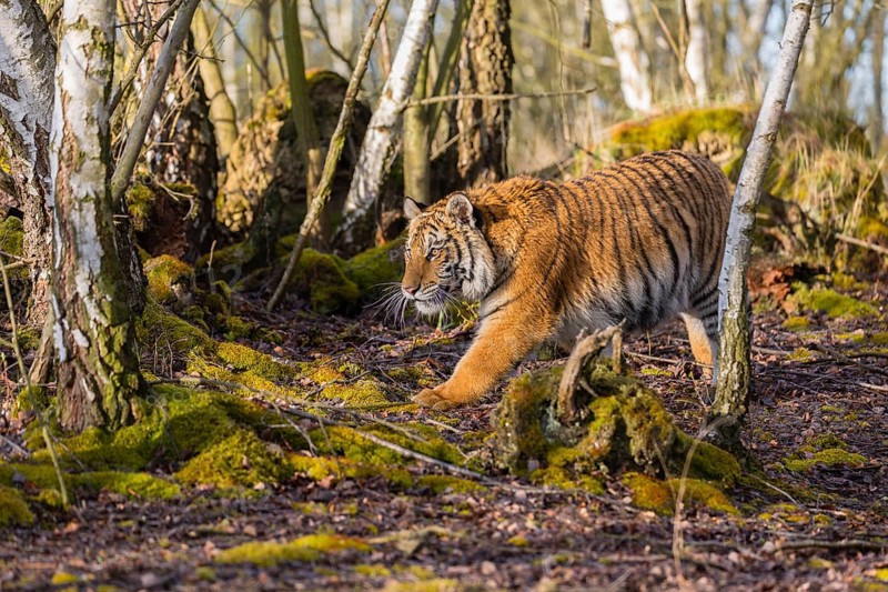 One young female Siberian Tiger, Panthera tigris altaica, walking thru a birch tree forest. Early morning light