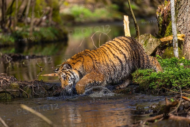 One young female Siberian Tiger, Panthera tigris altaica, walking thru a creek in a forest. Early morning light
