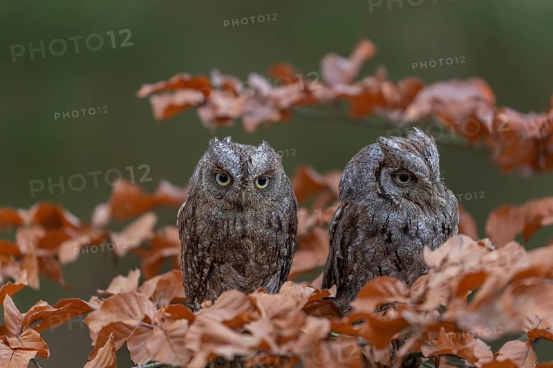 Two Eurasian scops owls (Otus scops)sitting on a twig of a beech tree, embedded in brown leafs