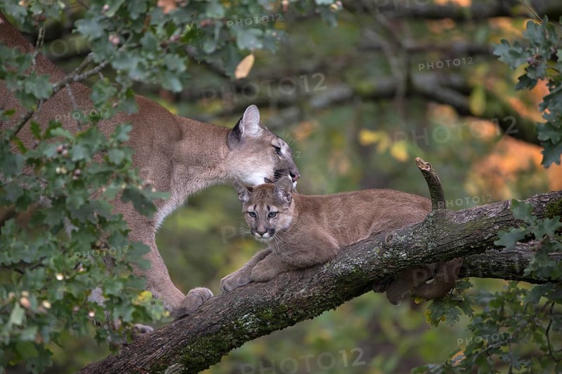 One cougar mother, Puma concolor, grooming her kitten, standing on a big branch high up in an oak tree