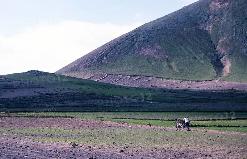 Man ploughing land with a donkey Subsistence farming, Lanzarote, Canary Islands, Spain 1979