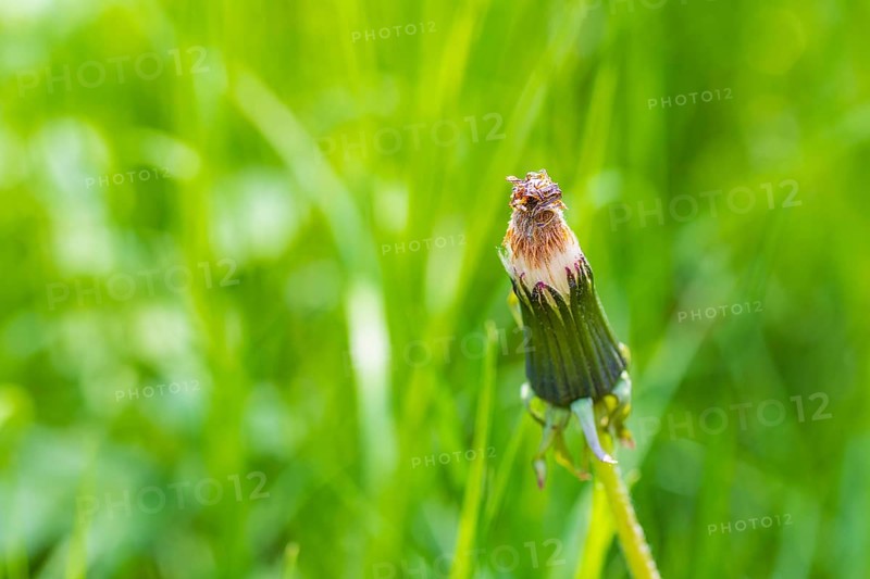 Dandelion, seed head of dandelion (Taraxacum), Germany, Europe