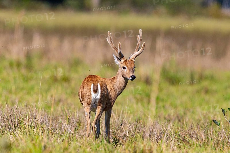 Pampas deer (Ozotoceros bezoarticus) Pantanal Brazil