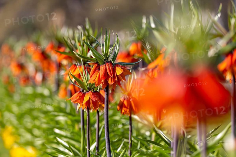 A blaze of colour in spring. Flowering imperial crown (Fritillaria imperialis) . Stuttgart, Baden-Württemberg, Germany, Europe